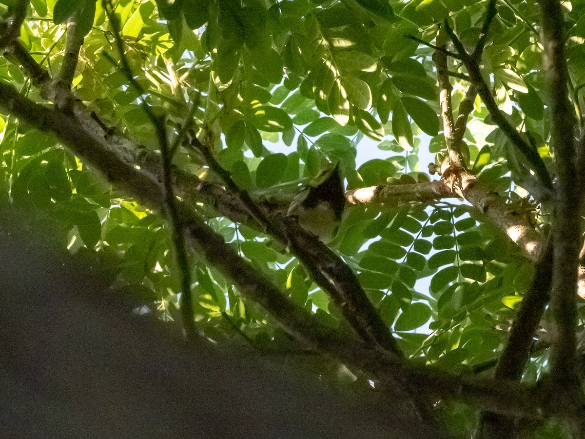 Black-throated Green Warbler - ML157942191