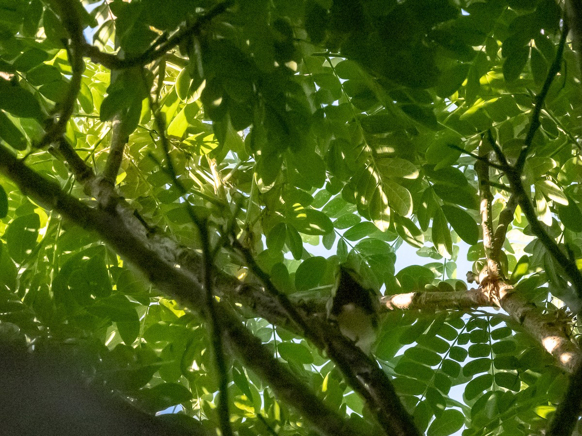 Black-throated Green Warbler - ML157942211