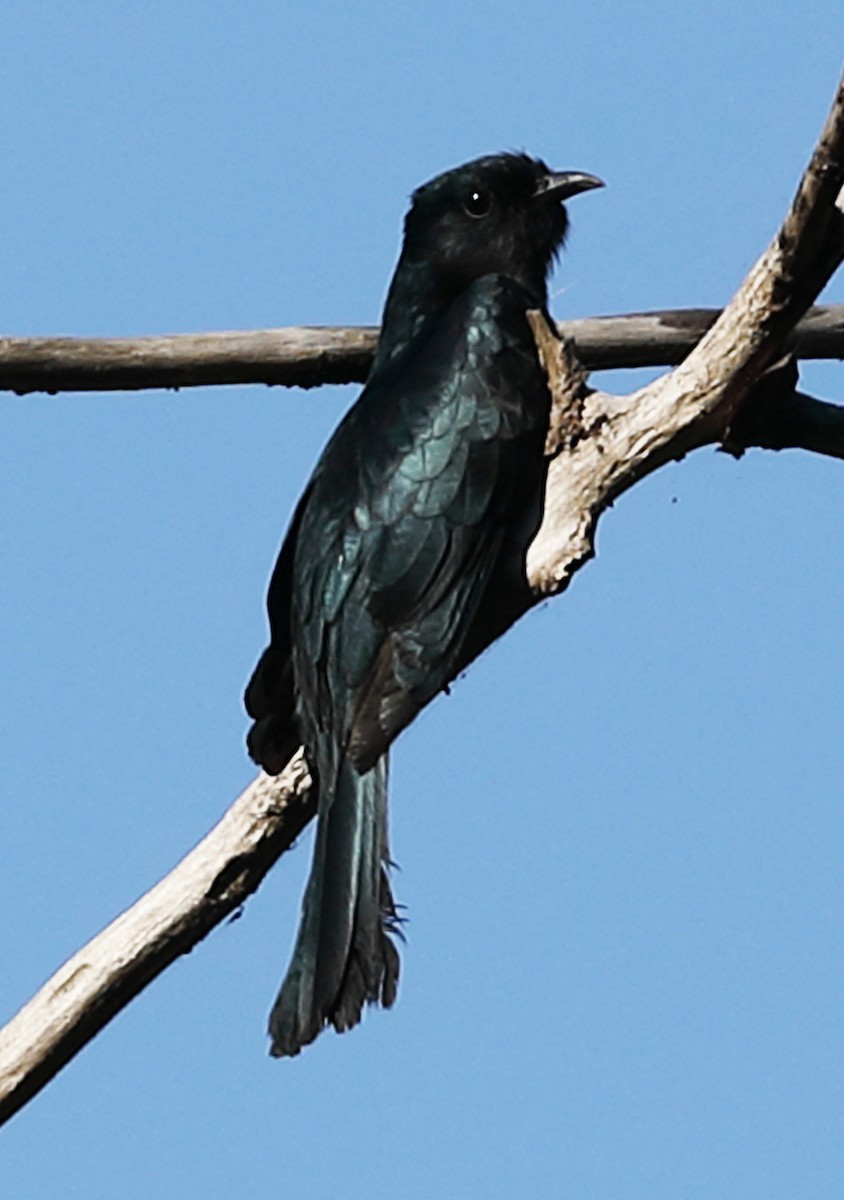 Square-tailed Drongo-Cuckoo - Ly Lan Le Do
