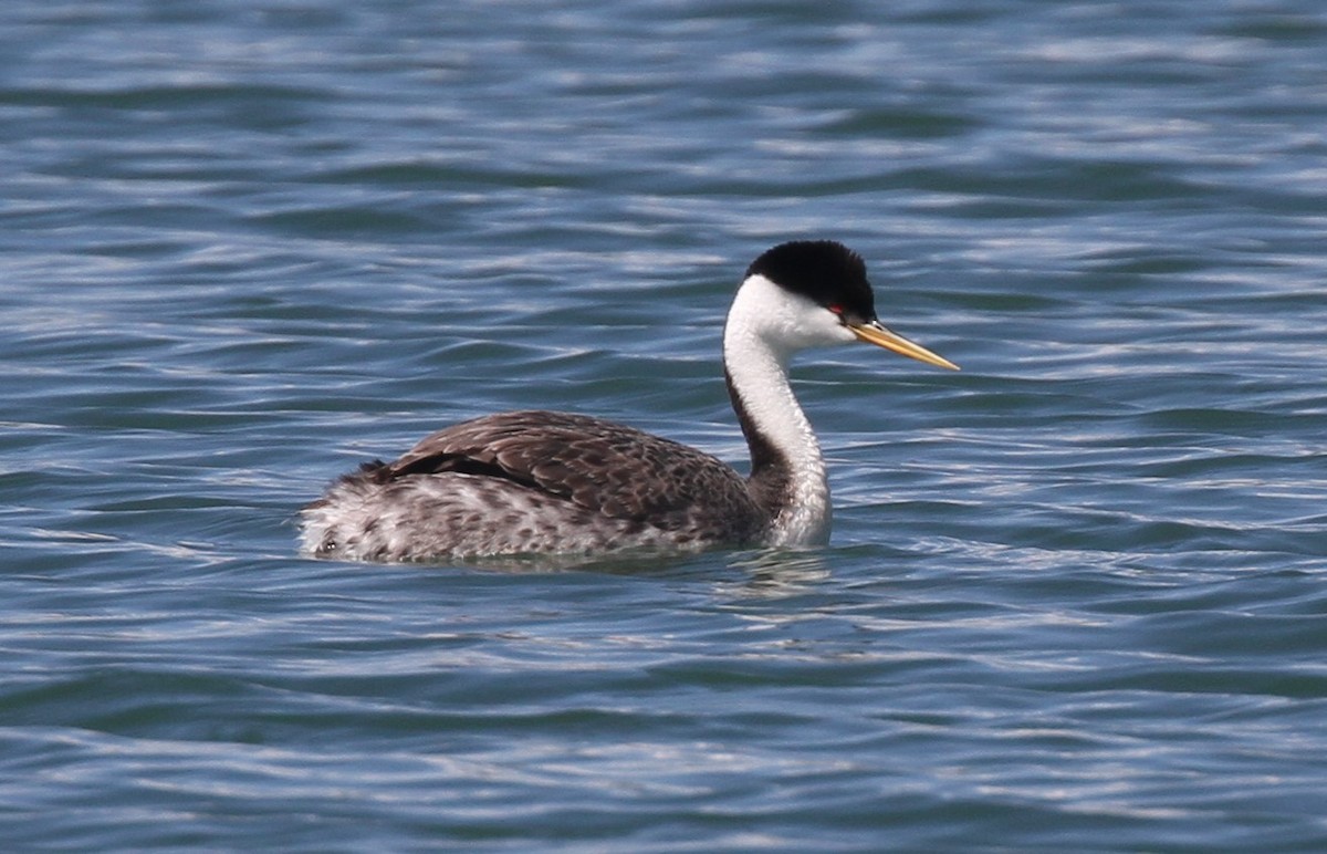 Western Grebe - Cole  Sites