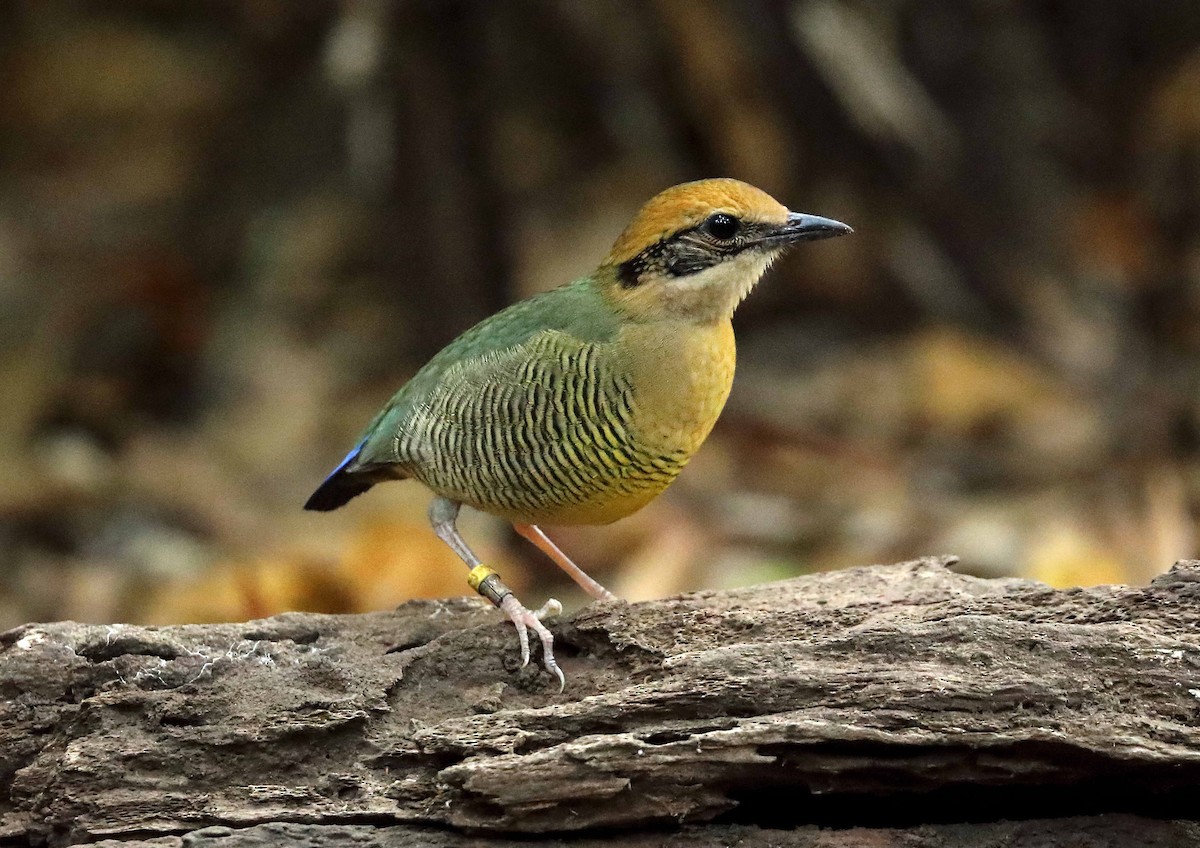 Bar-bellied Pitta - Ly Lan Le Do