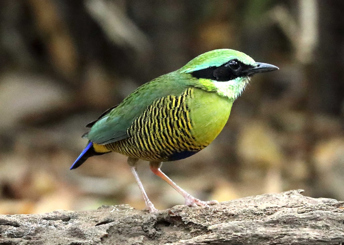 Bar-bellied Pitta - Ly Lan Le Do
