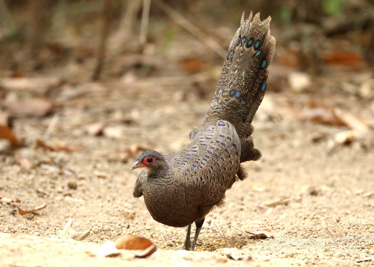 Germain's Peacock-Pheasant - ML157951311