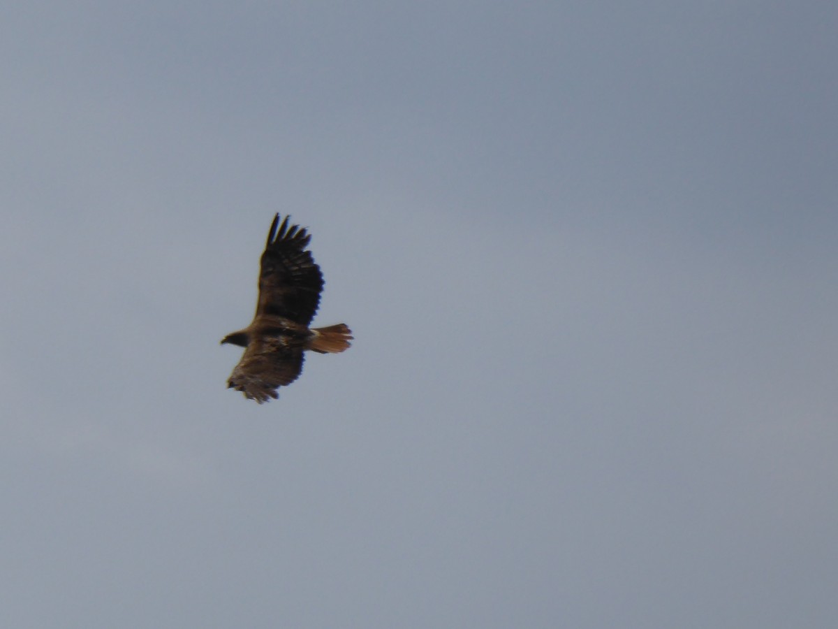 Red-tailed Hawk - ML157951861