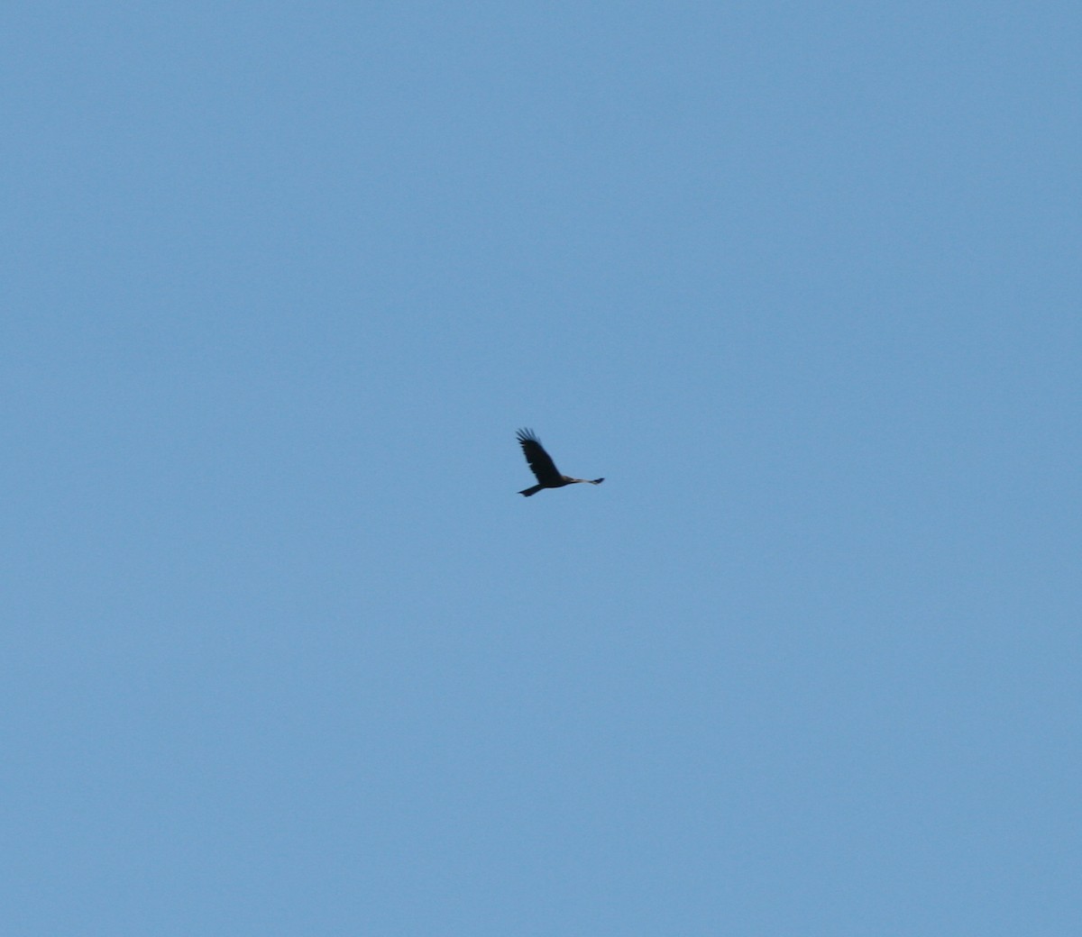 Black Kite - ML157952191