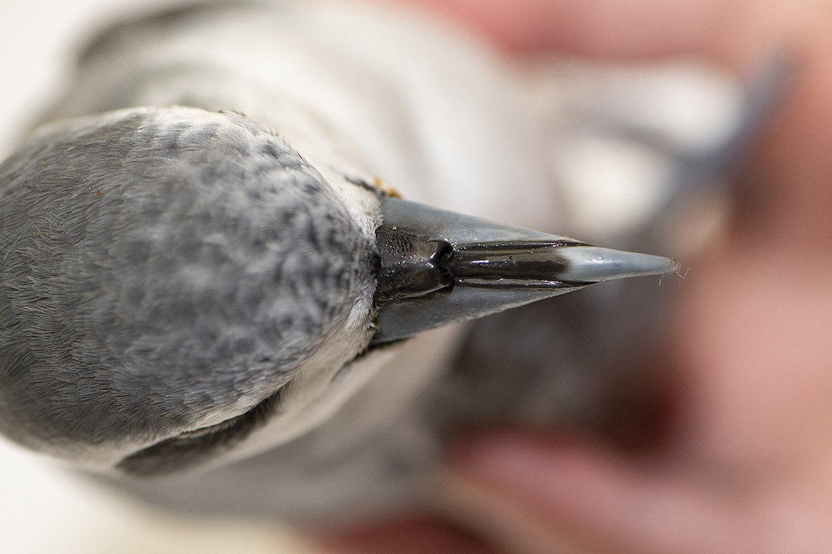 Antarctic Prion - Geelong Field Naturalists Club Bird Group
