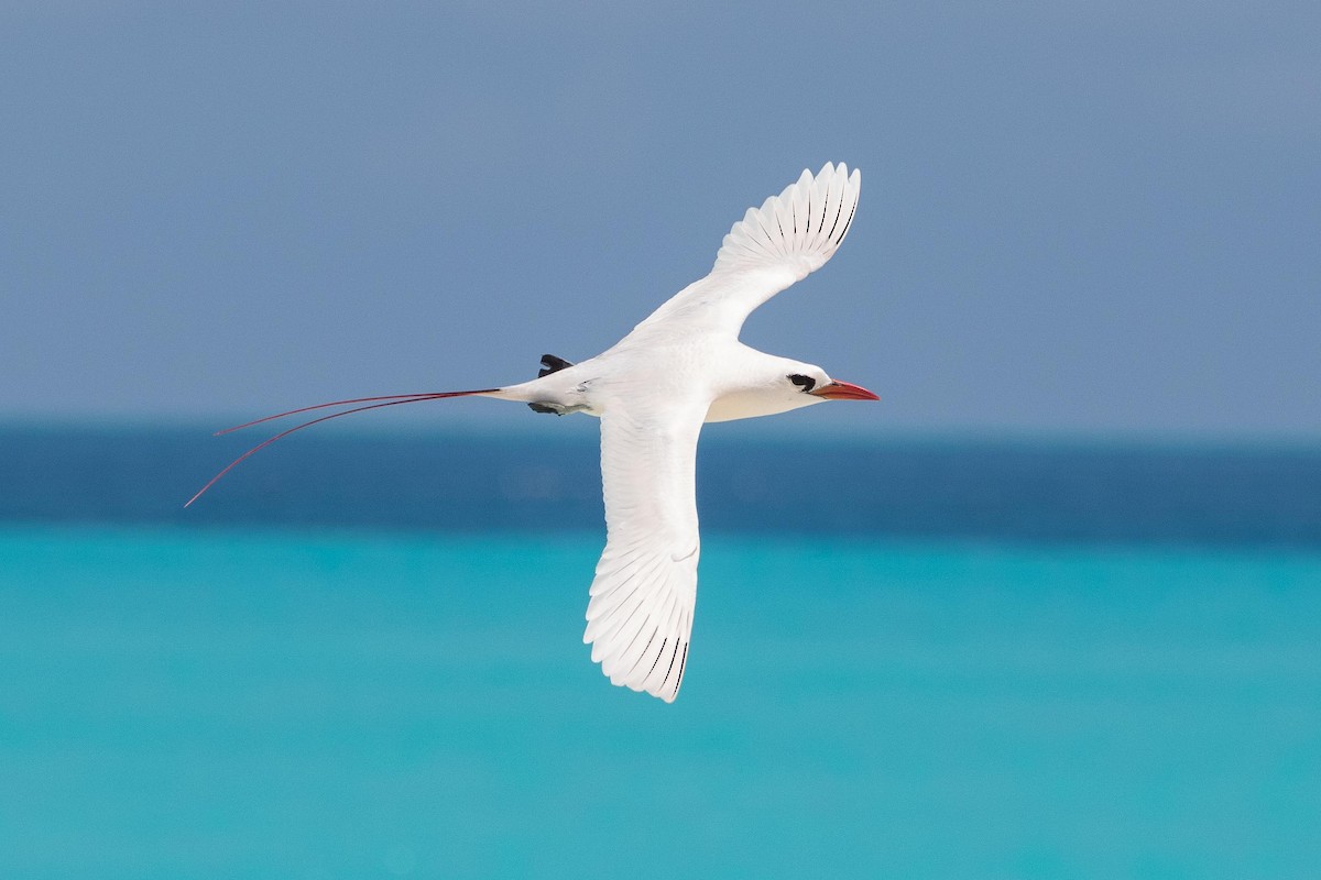 Red-tailed Tropicbird - ML157953371