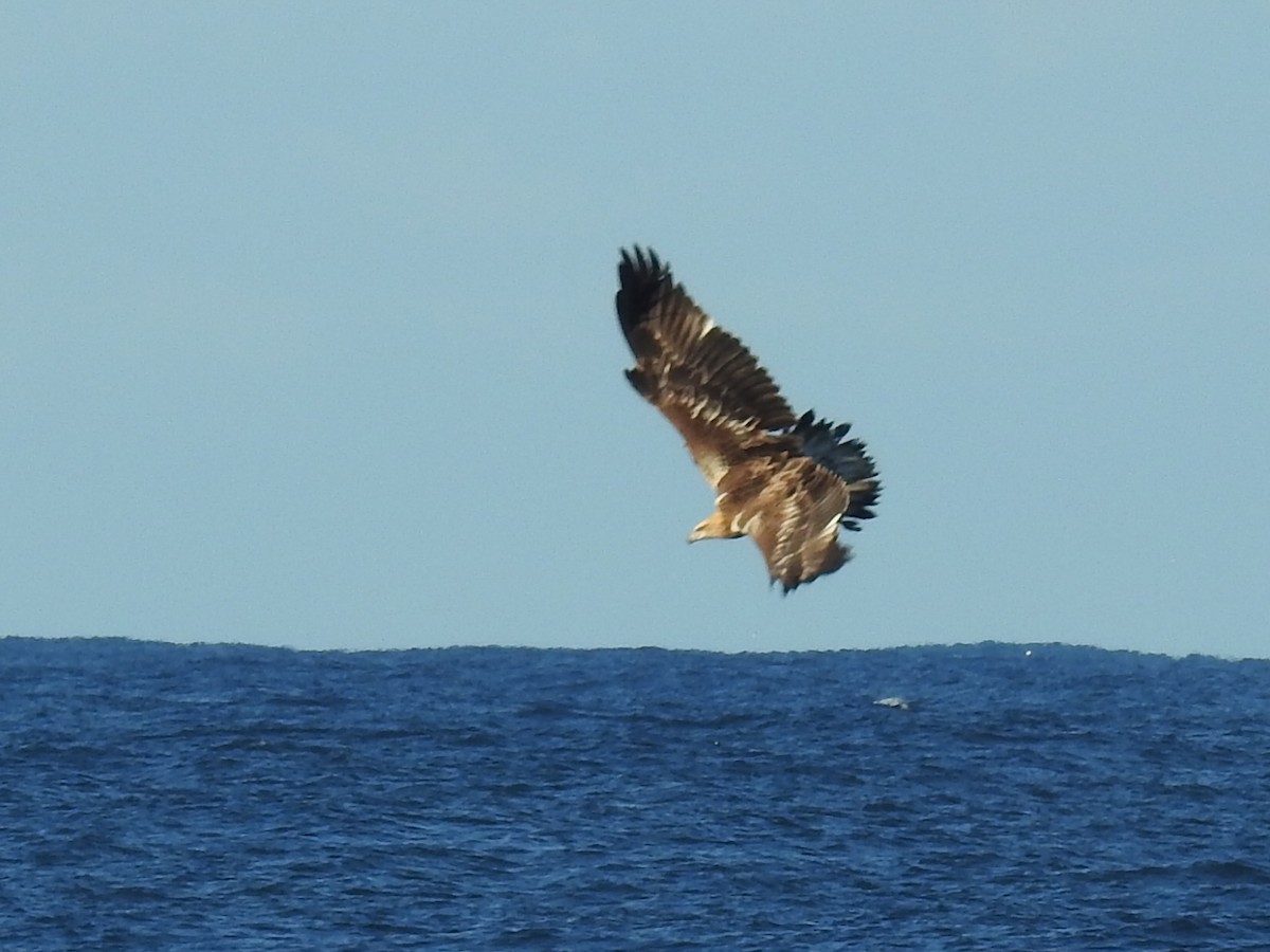 White-bellied Sea-Eagle - Stephen Matthews
