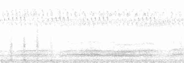 Avustralya Saksağanı (hypoleuca) - ML157955321