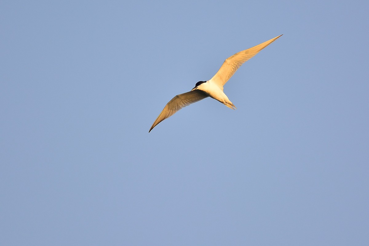 Gull-billed Tern - Weber Tsai
