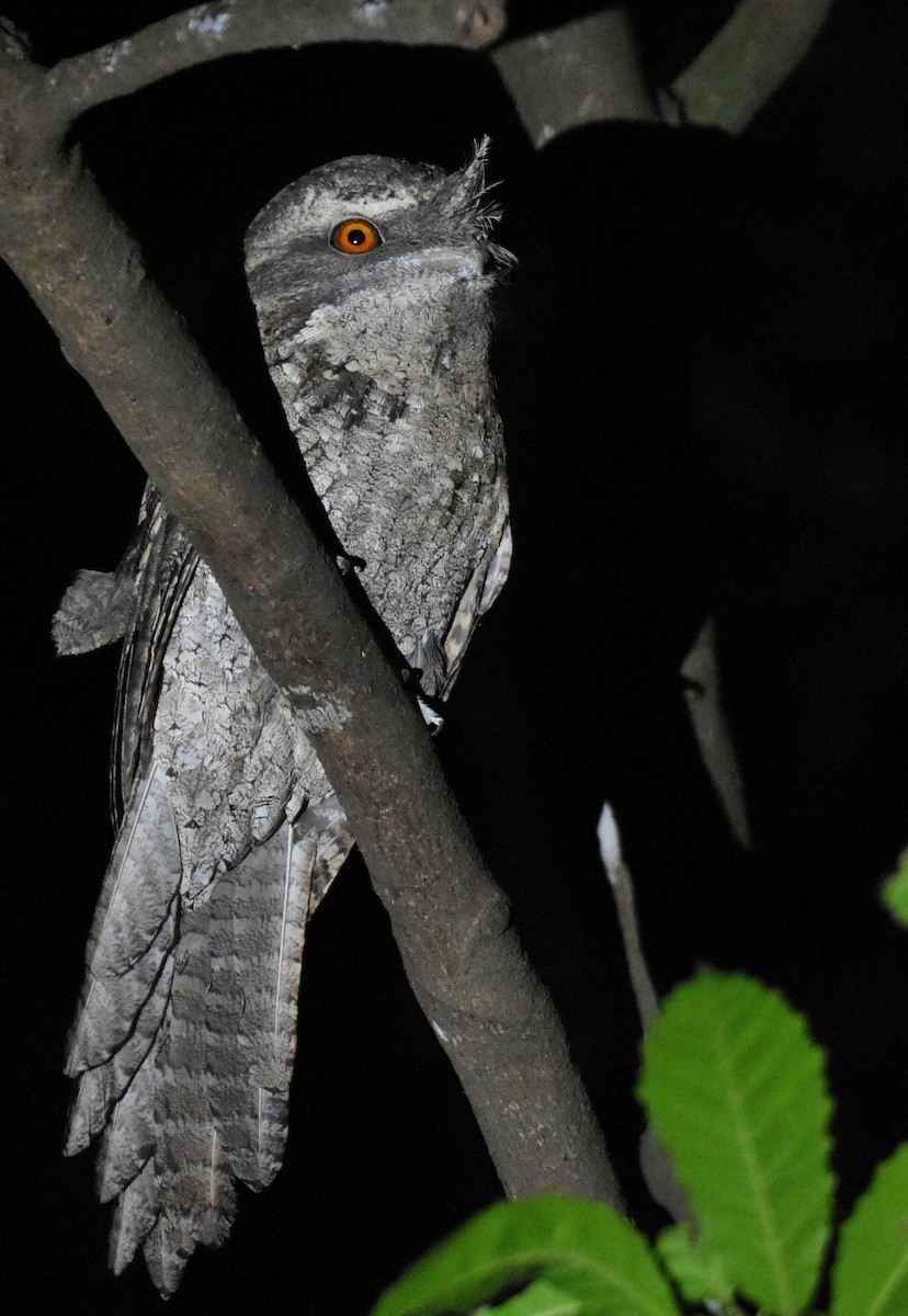 Marbled Frogmouth - ML157959031
