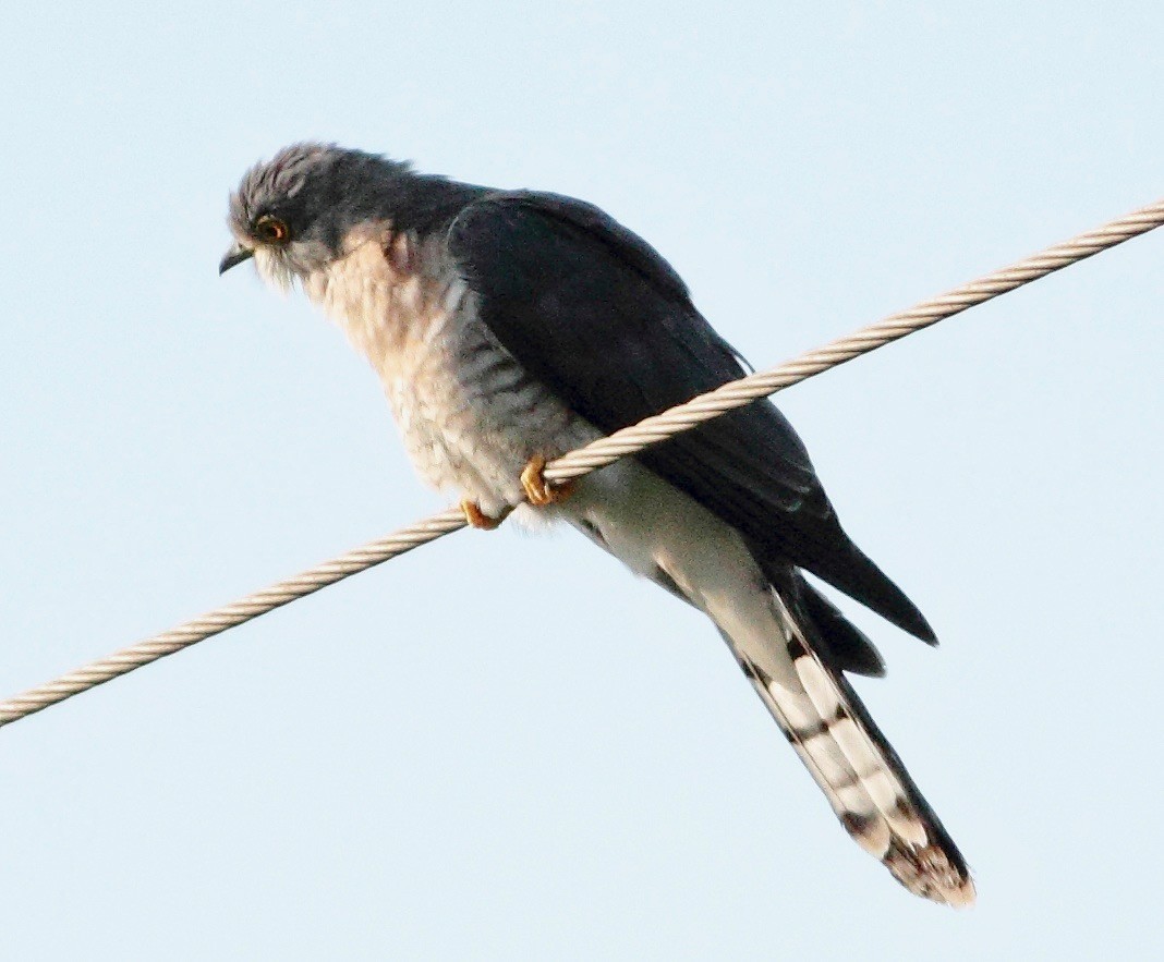Common Hawk-Cuckoo - Ains Priestman