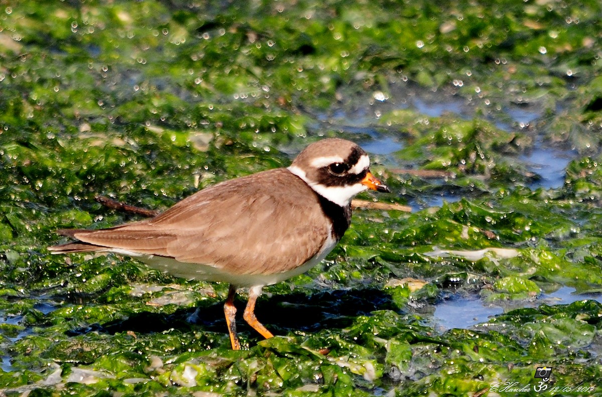 Common Ringed Plover - ML157960841
