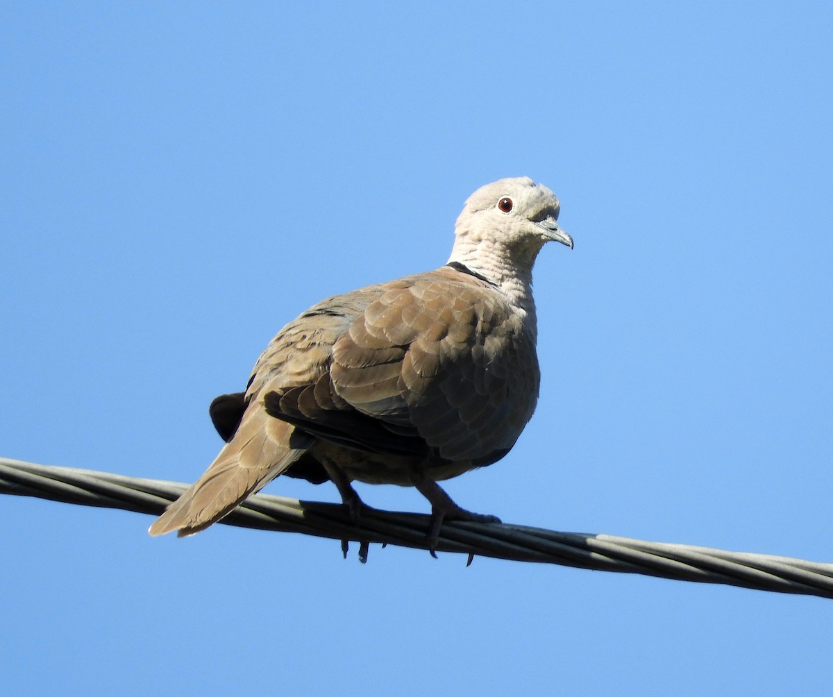 Eurasian Collared-Dove - Manju Sinha