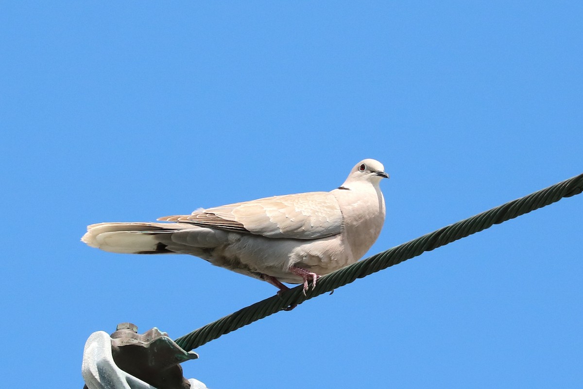 Eurasian Collared-Dove - Colin Sumrall