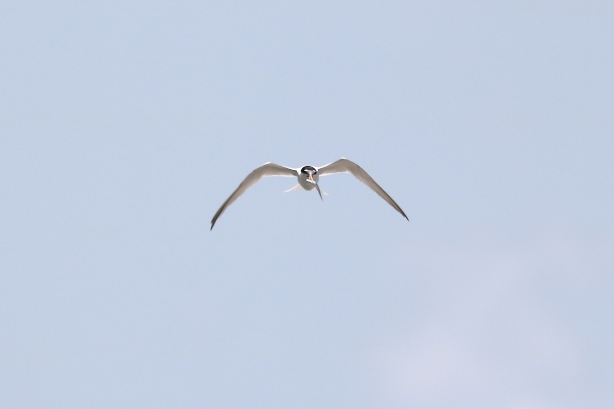 Least Tern - Colin Sumrall