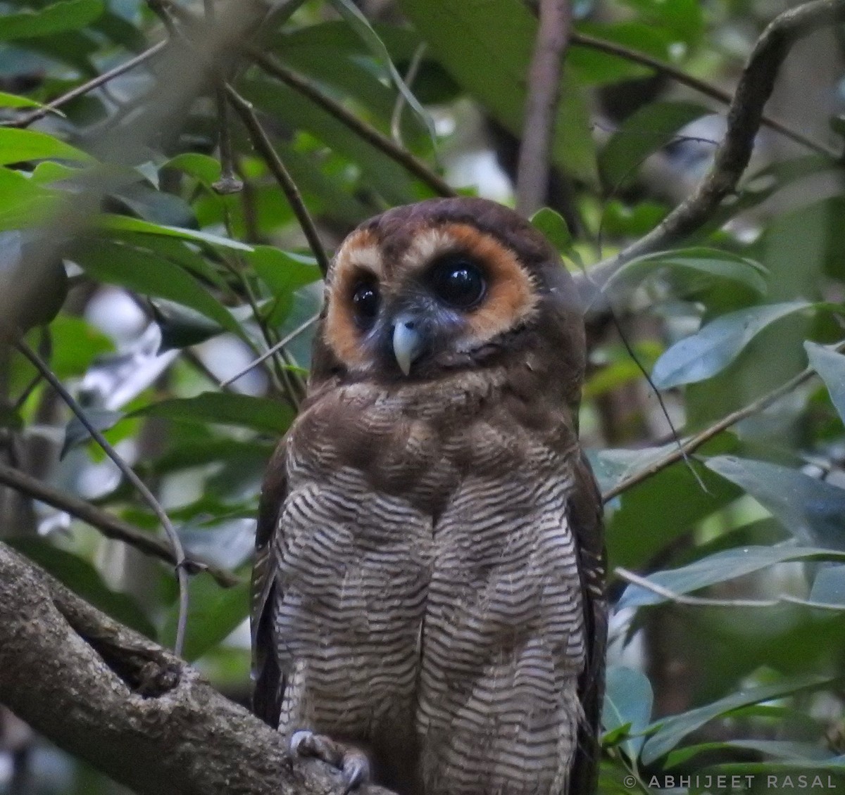 Brown Wood-Owl - ML157973011