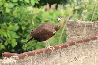 Indian Peafowl, ML157978491