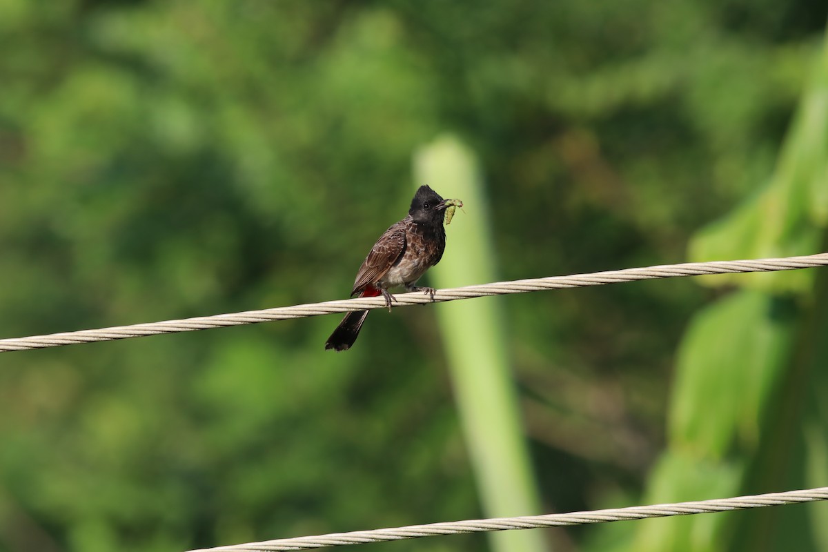 Red-vented Bulbul - ML157978511