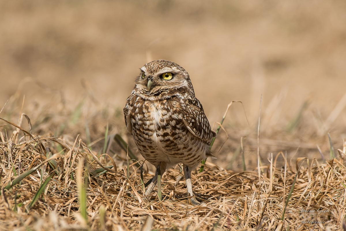 Burrowing Owl - Johanne Gagné