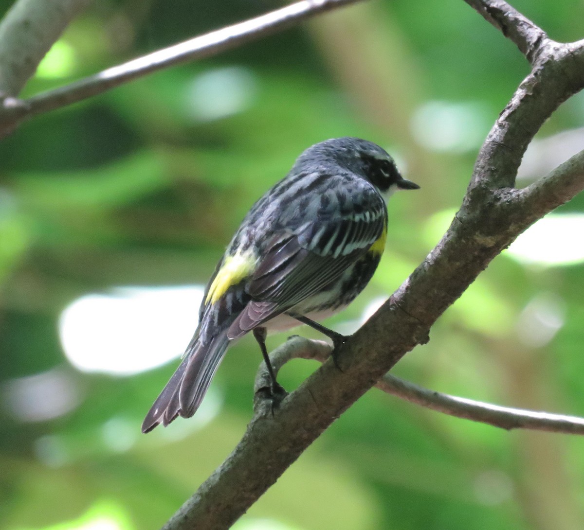 Yellow-rumped Warbler (Myrtle) - ML157982001