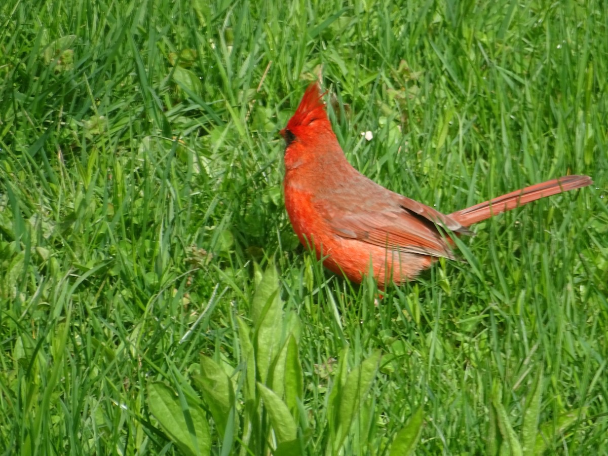 Cardinal rouge - ML157985161