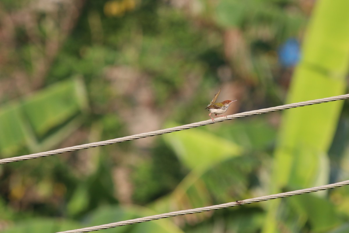 Common Tailorbird - ML157985481