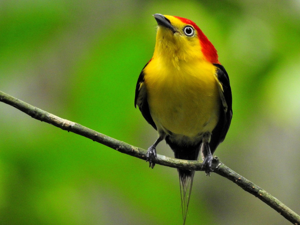 Wire-tailed Manakin - Tania Aguirre