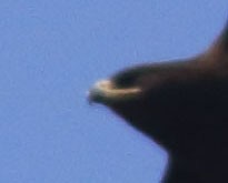 Indian Spotted Eagle - ML157988891