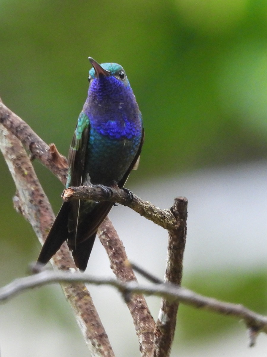 Sapphire-throated Hummingbird - ML157988971