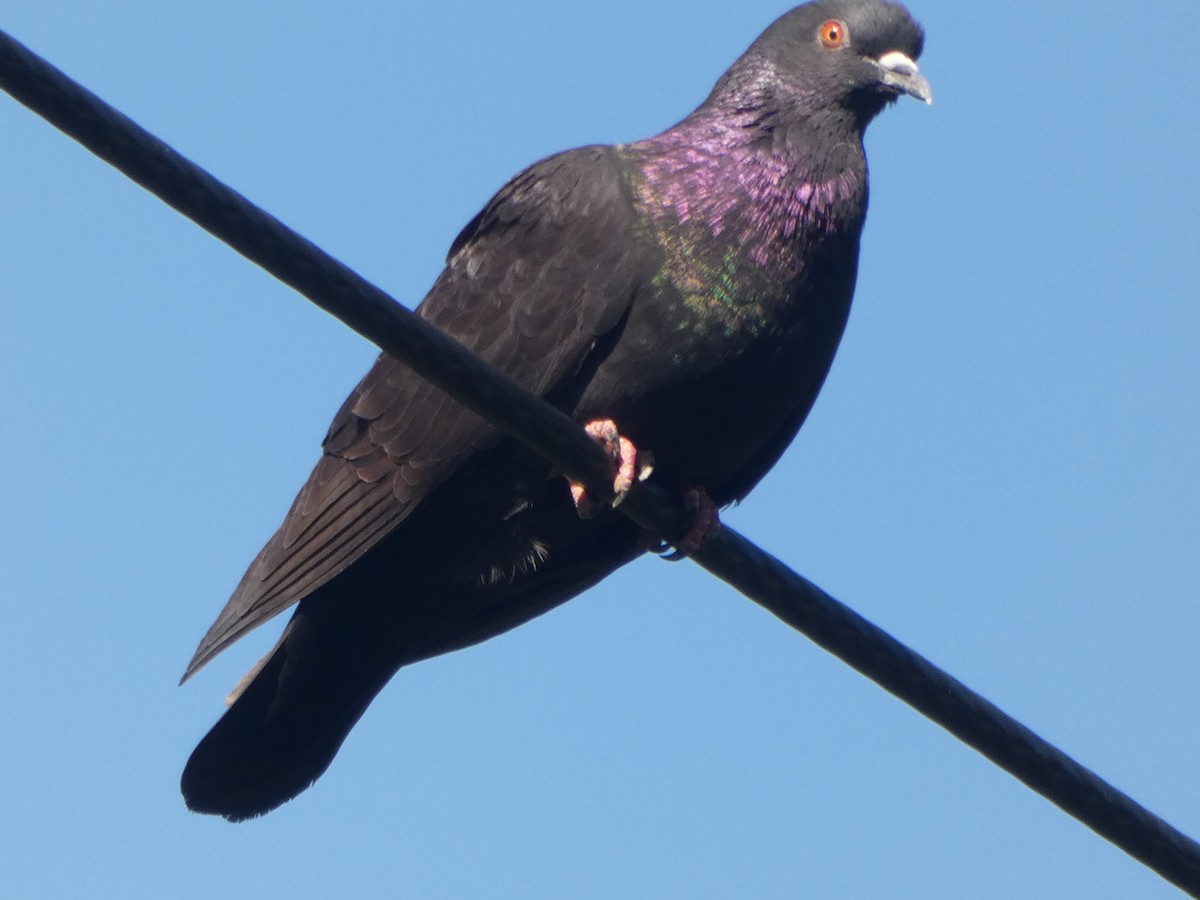 Rock Pigeon (Feral Pigeon) - ML157989191