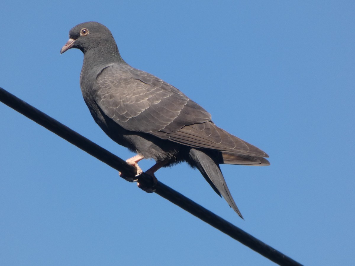 Rock Pigeon (Feral Pigeon) - ML157989221