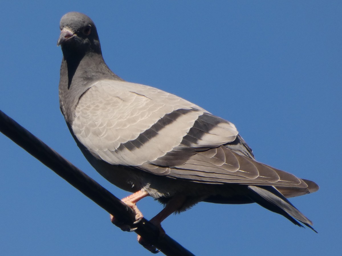 Rock Pigeon (Feral Pigeon) - ML157989321