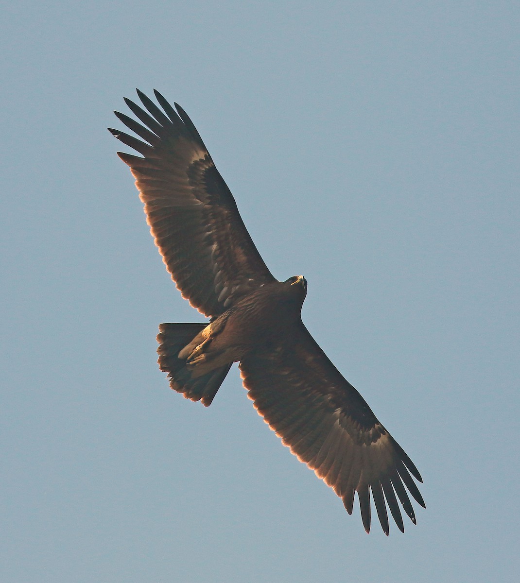 Indian Spotted Eagle - ML157990071