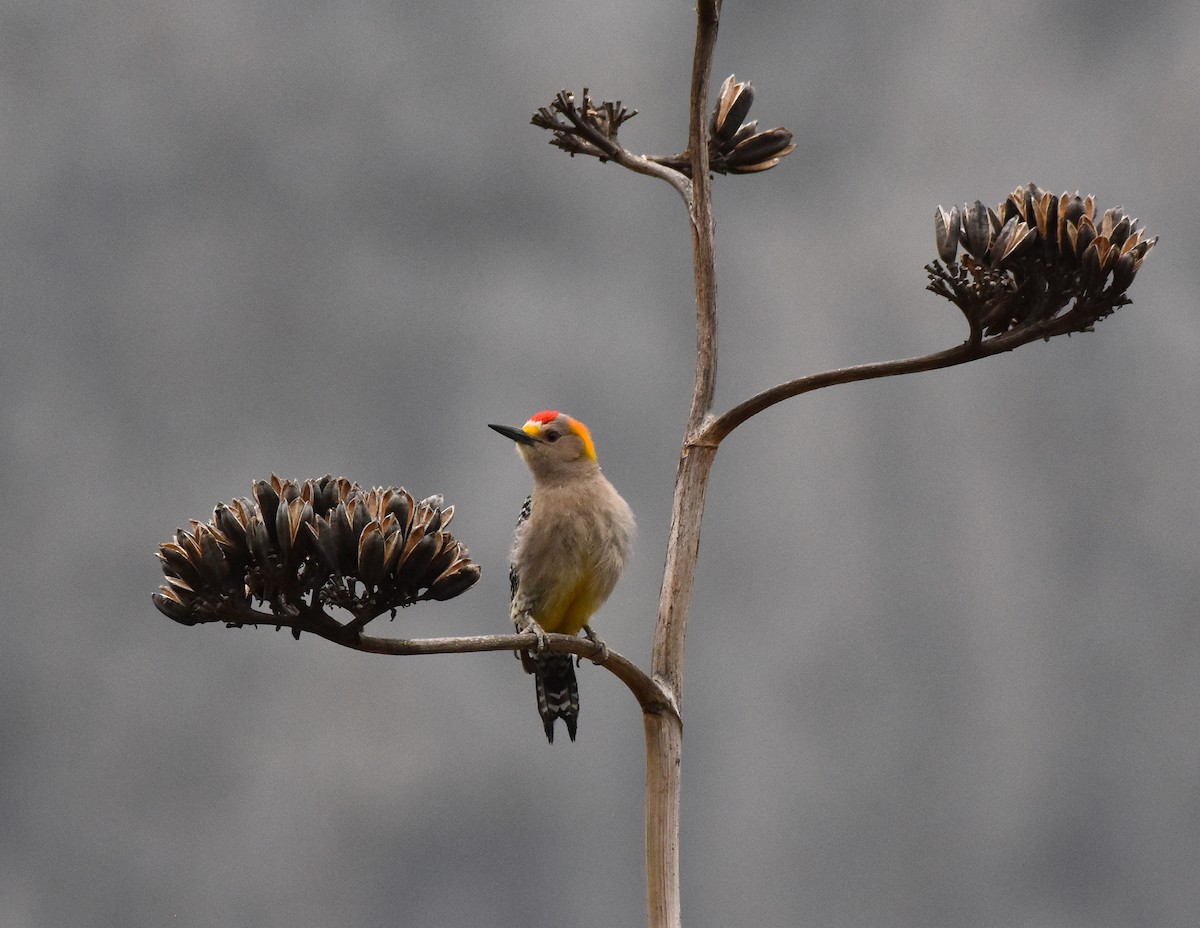 Golden-fronted Woodpecker - Mauricio López