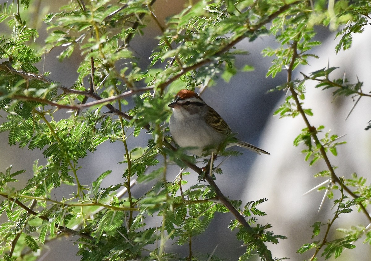 Chipping Sparrow - ML157991311
