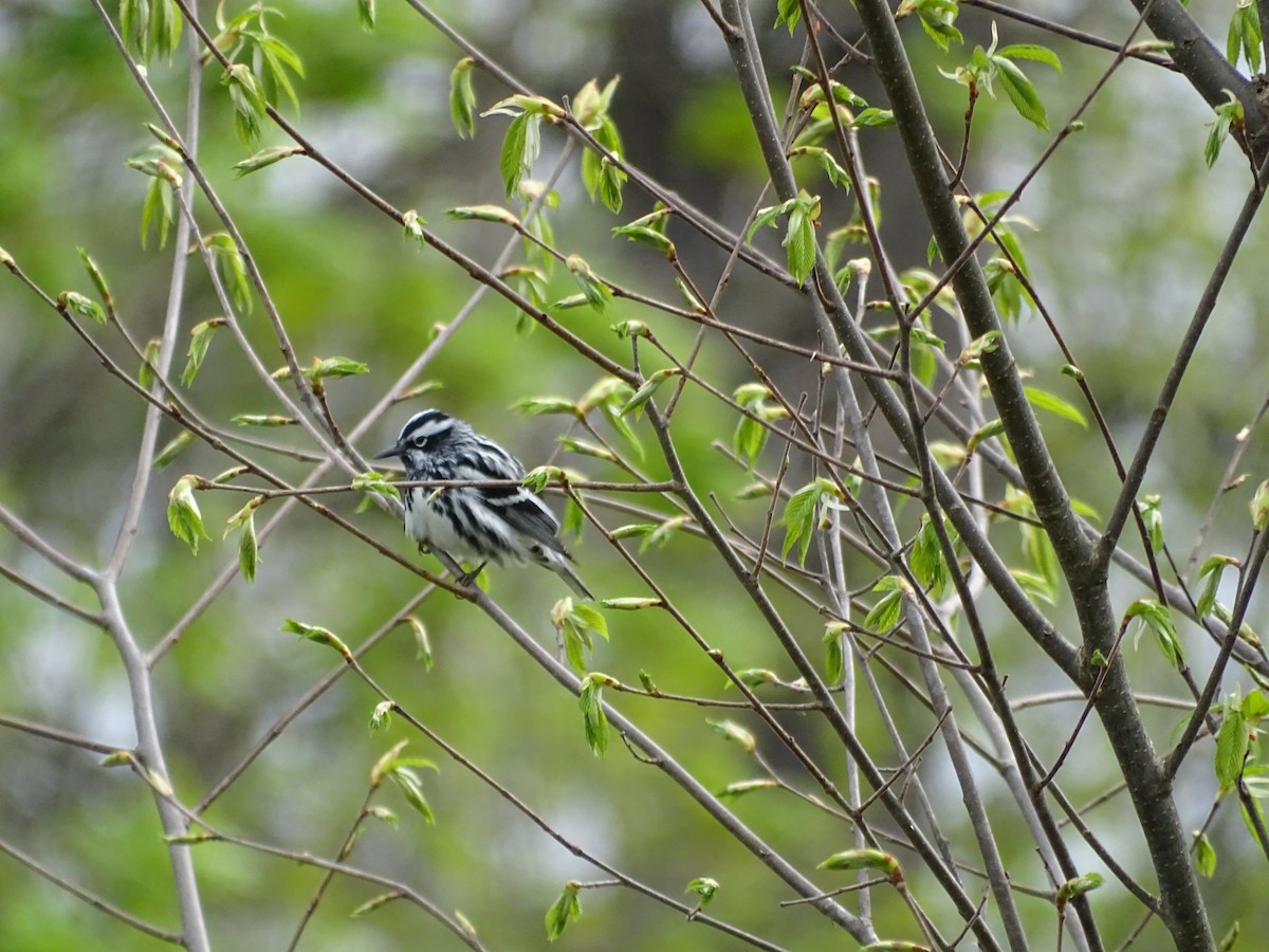 Black-and-white Warbler - ML157991361