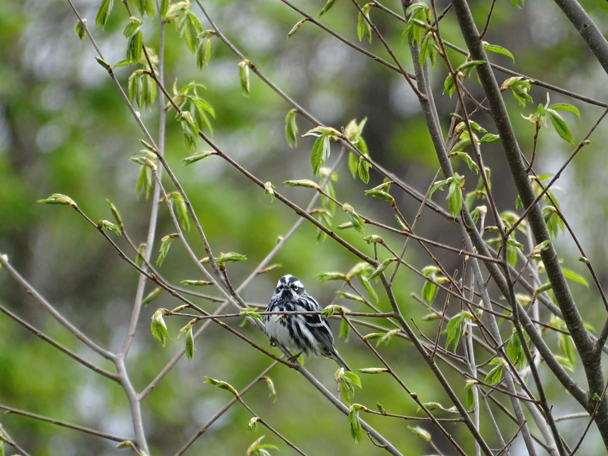 Black-and-white Warbler - ML157991371