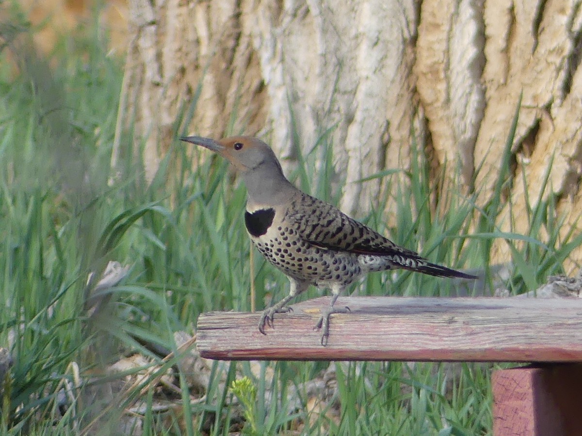 Northern Flicker (Red-shafted) - ML158000951