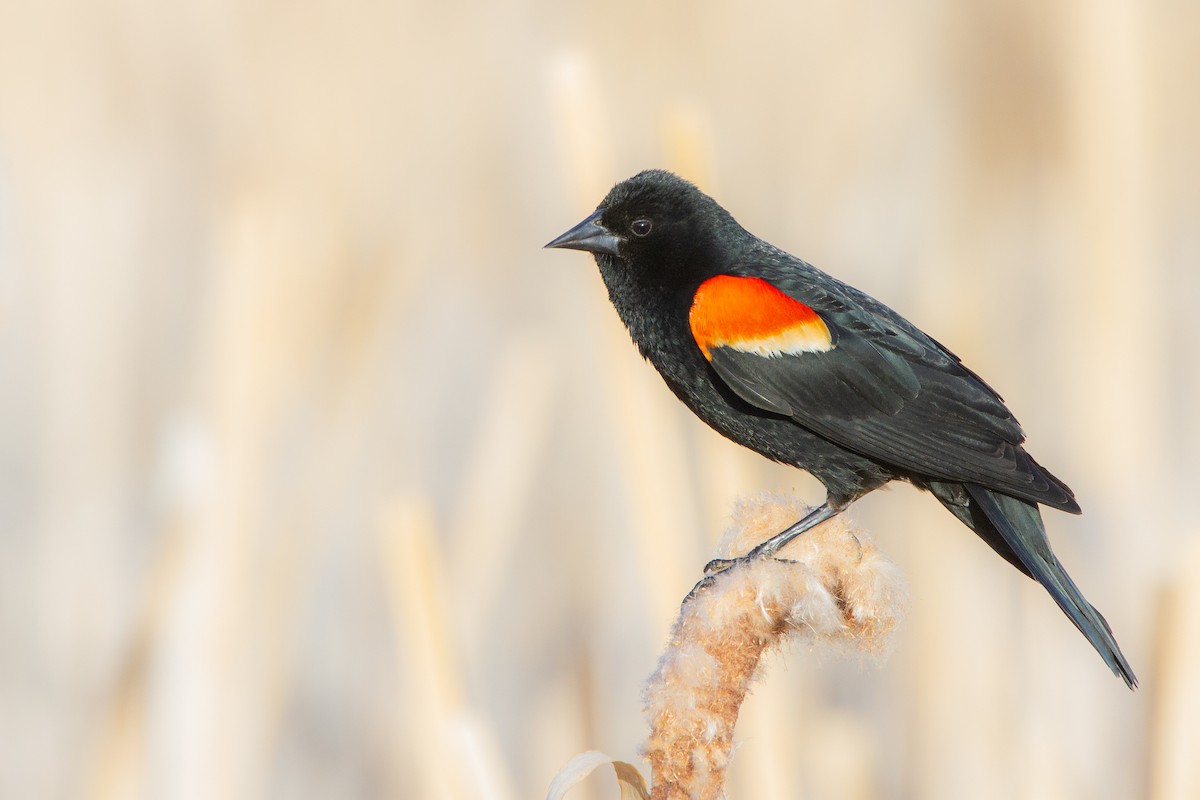 Red-winged Blackbird - Connor Charchuk