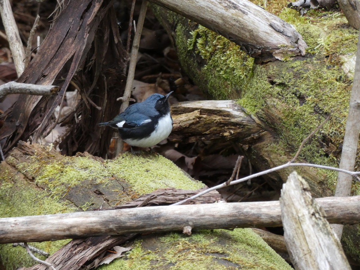 Black-throated Blue Warbler - ML158005801