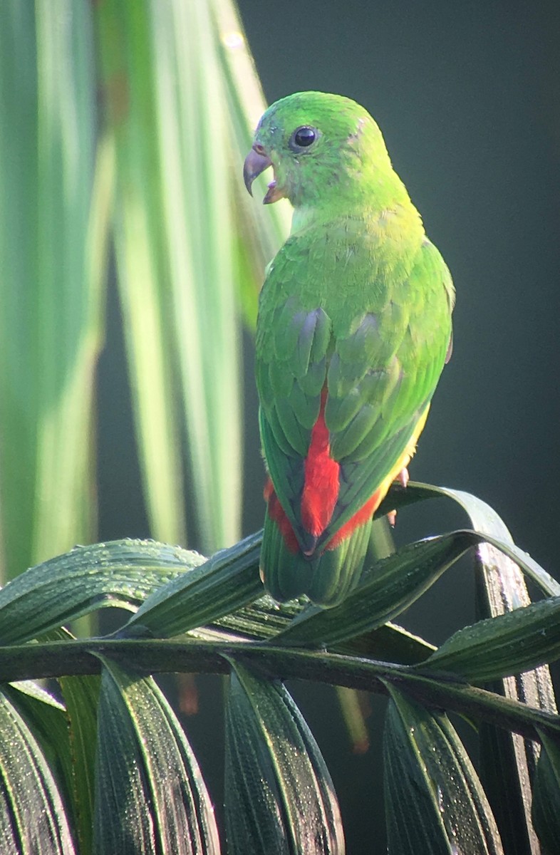 Blue-crowned Hanging-Parrot - ML158006451
