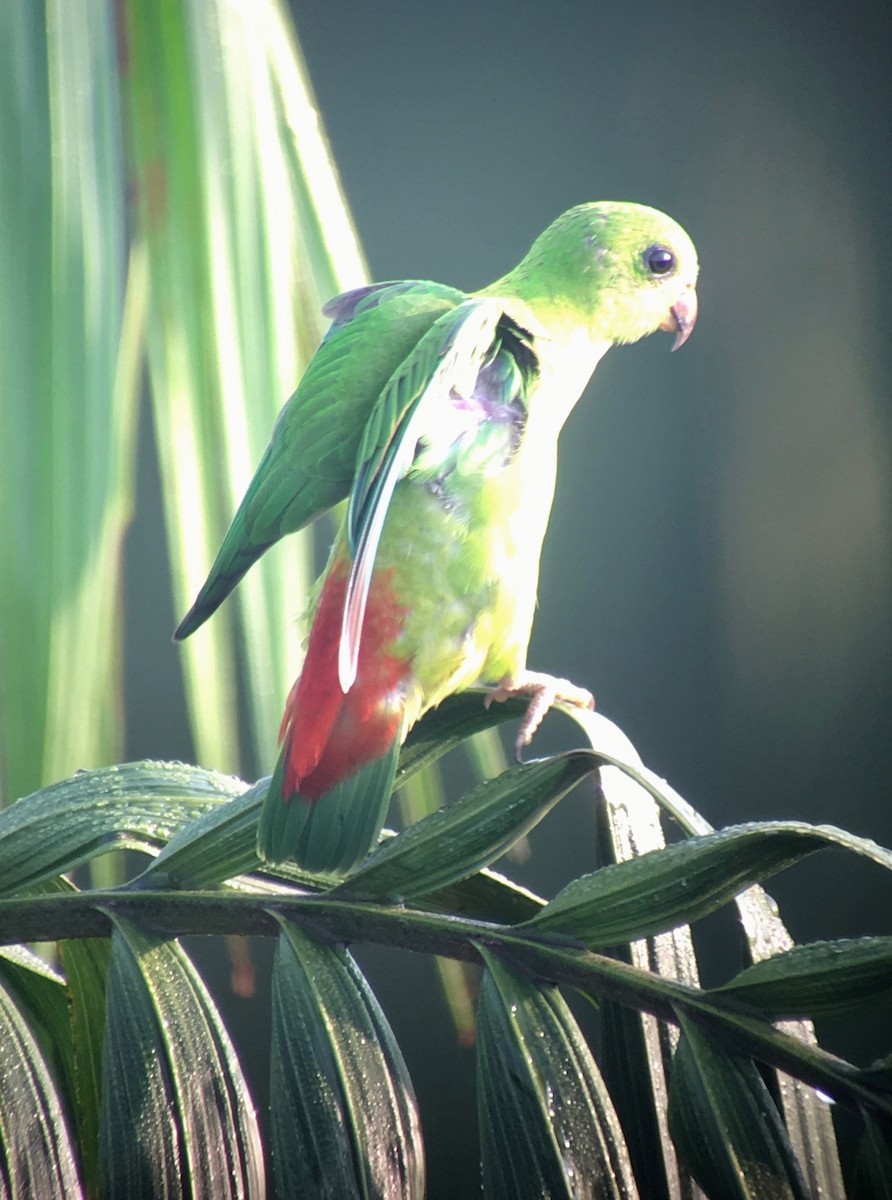 Blue-crowned Hanging-Parrot - ML158006481