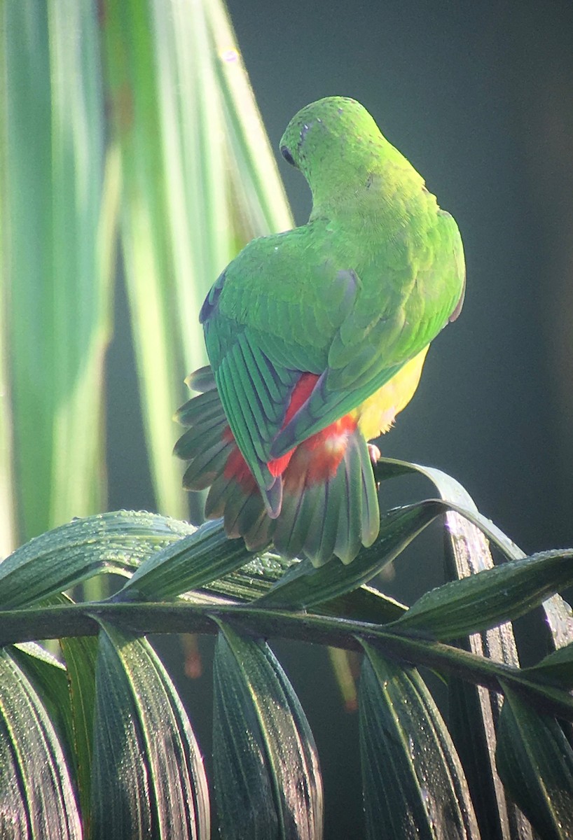 Blue-crowned Hanging-Parrot - ML158006501