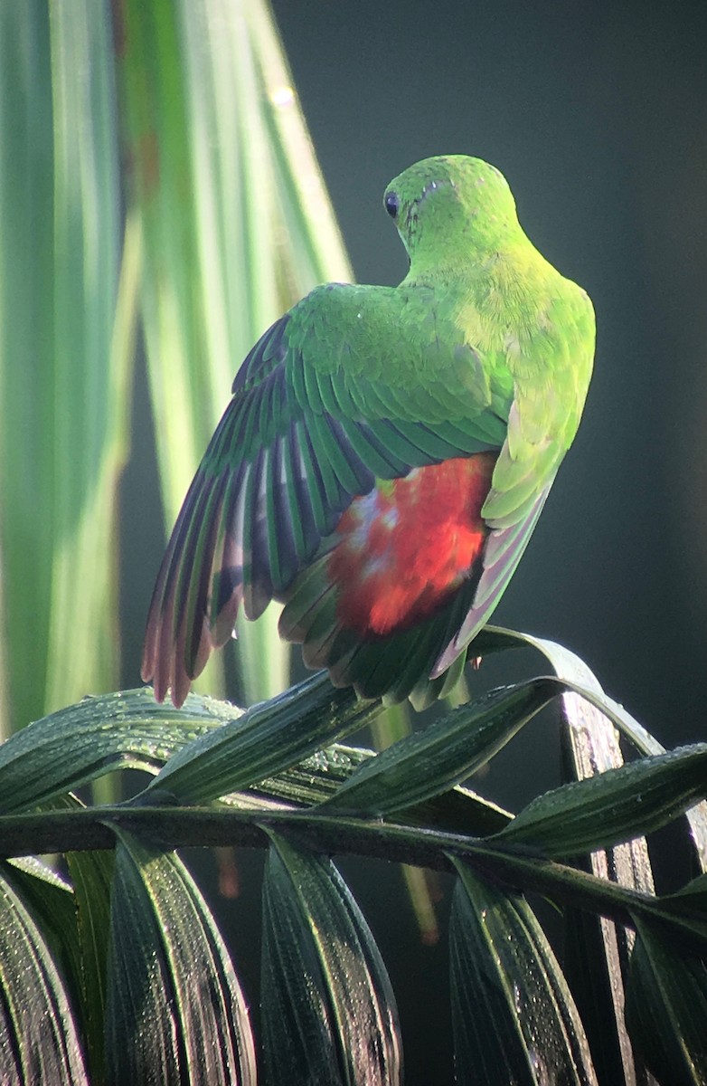 Blue-crowned Hanging-Parrot - ML158006511