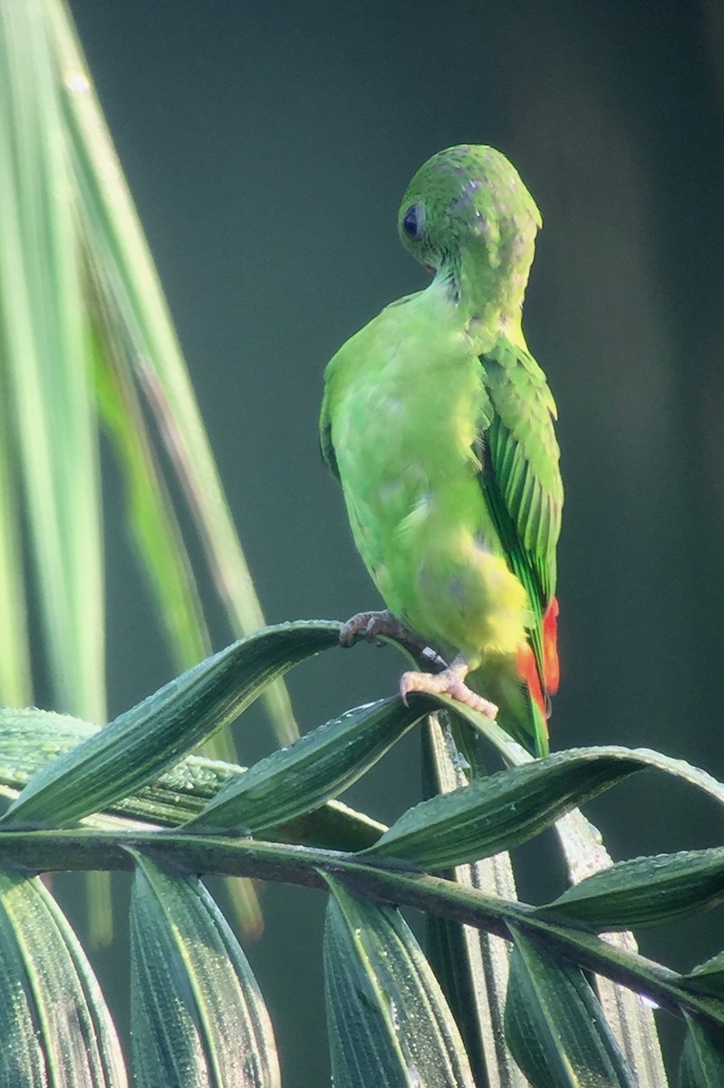 Blue-crowned Hanging-Parrot - ML158006531
