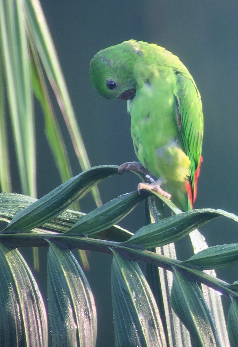 Blue-crowned Hanging-Parrot - ML158006541