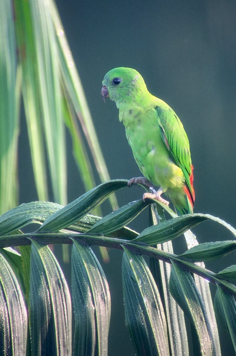 Blue-crowned Hanging-Parrot - ML158006551
