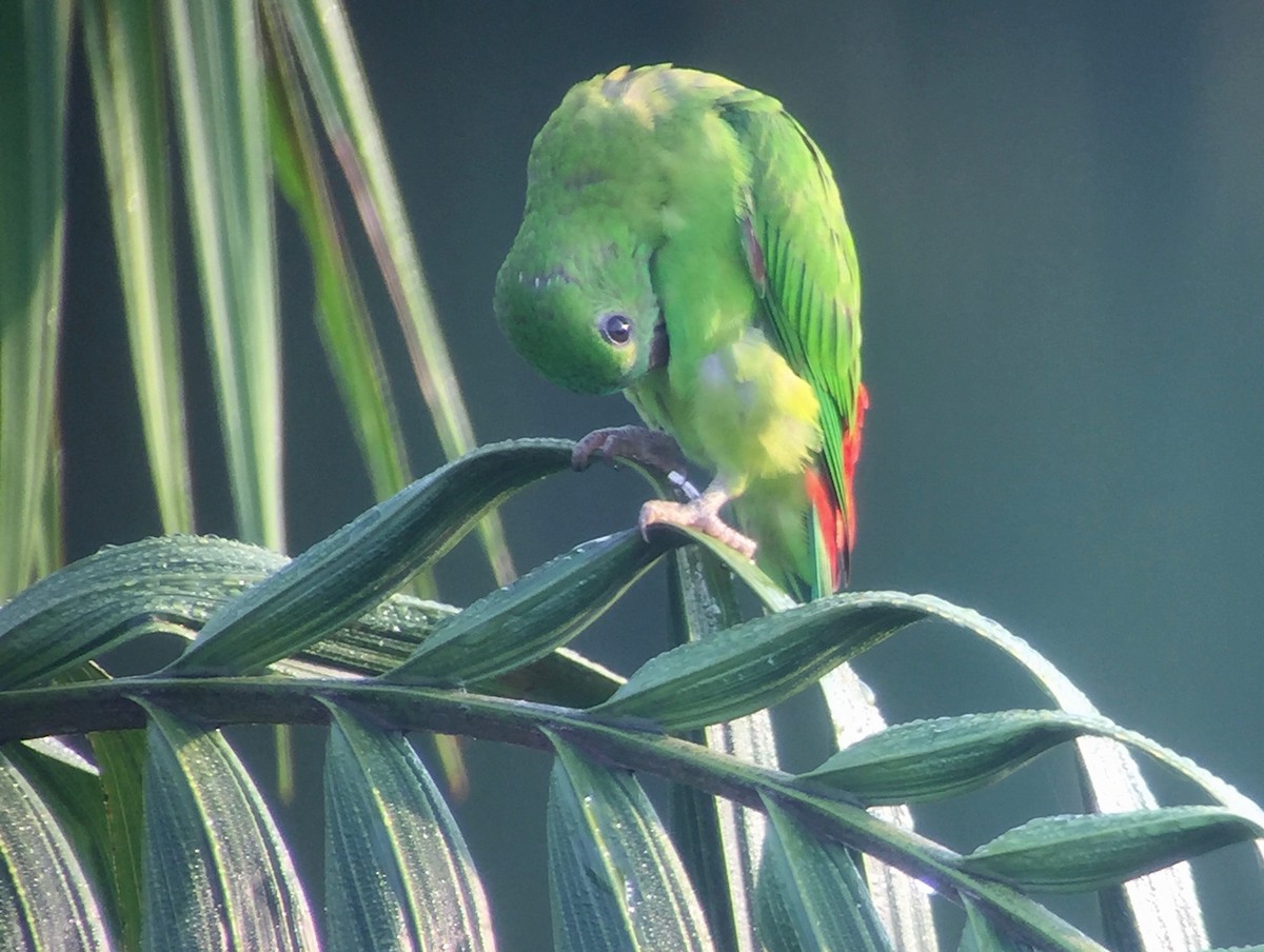 Blue-crowned Hanging-Parrot - ML158006571