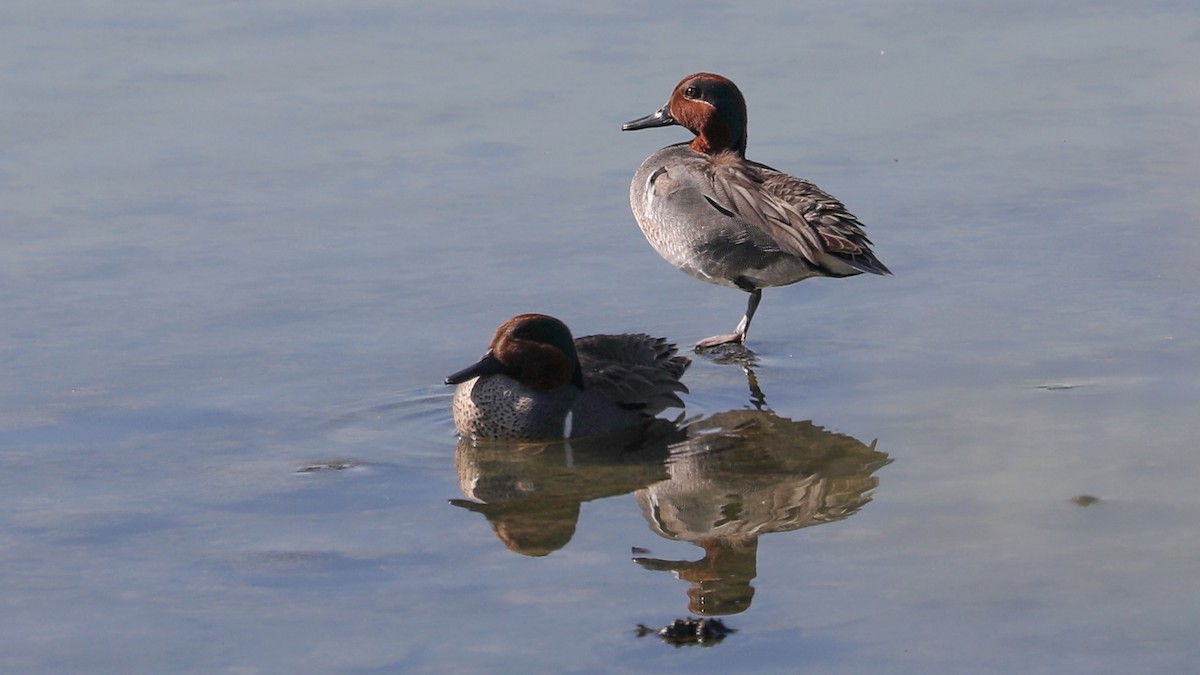 Green-winged Teal - ML158008081